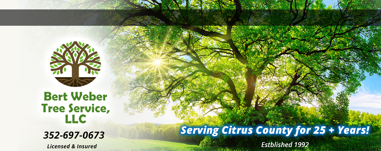 Bert Weber Tree Service, LLC